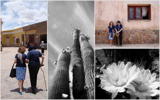 Foto 1/Flores del Desierto