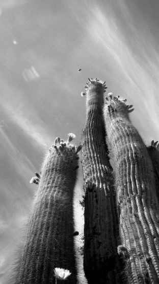 Foto 5/Flores del Desierto