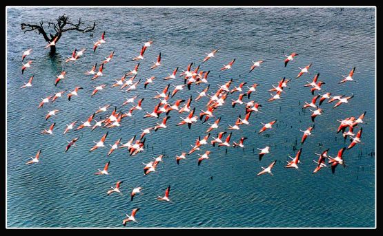 Foto 3/Que hacer con flamencos