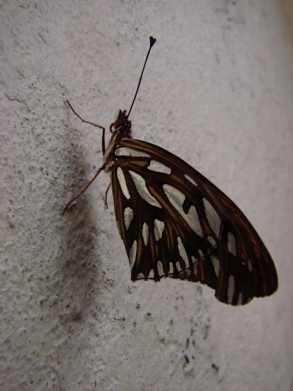 Foto 2/Una mariposa sin una flor?