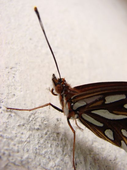 Foto 4/Una mariposa sin una flor?