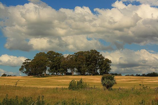 Foto 1/Arboleda y nubes