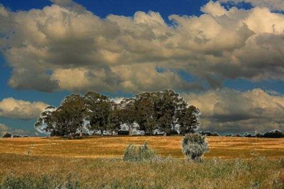 Foto 2/Arboleda y nubes