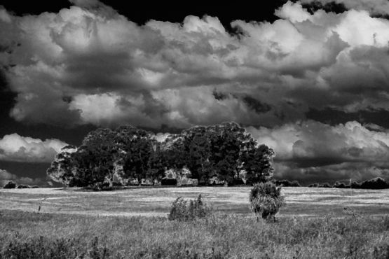 Foto 3/Arboleda y nubes