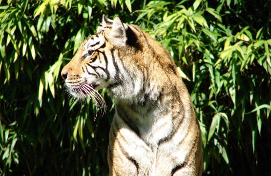 Foto 2/TIGRE