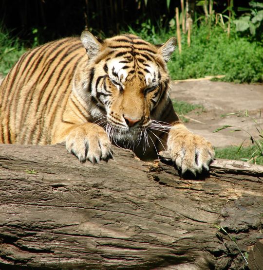 Foto 3/TIGRE