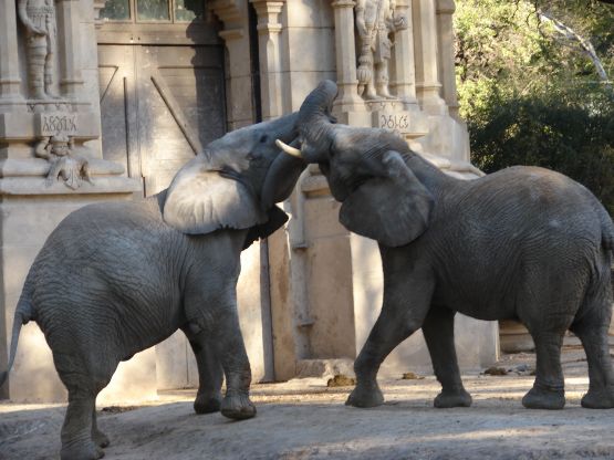 Foto 1/duelo de gigantes