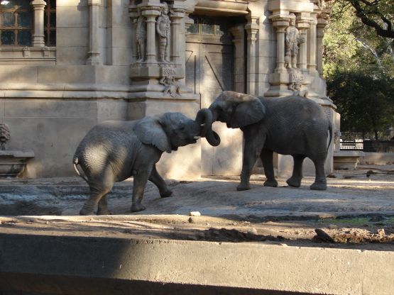 Foto 2/duelo de gigantes