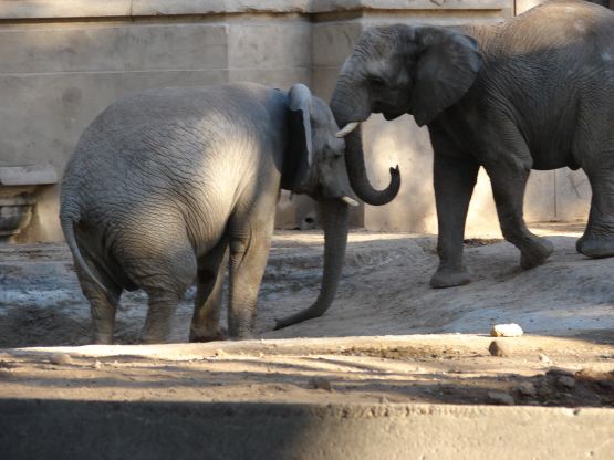 Foto 3/duelo de gigantes