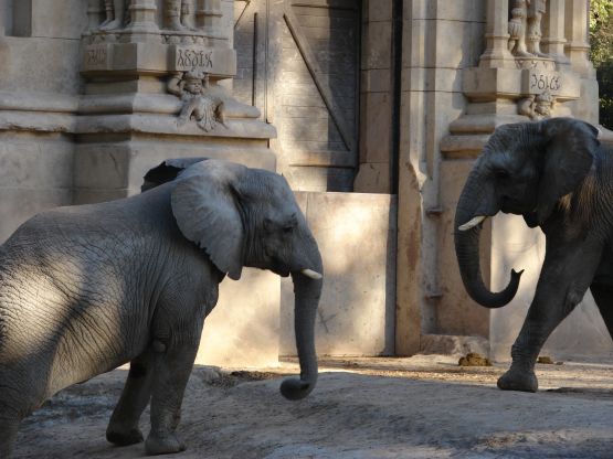 Foto 4/duelo de gigantes