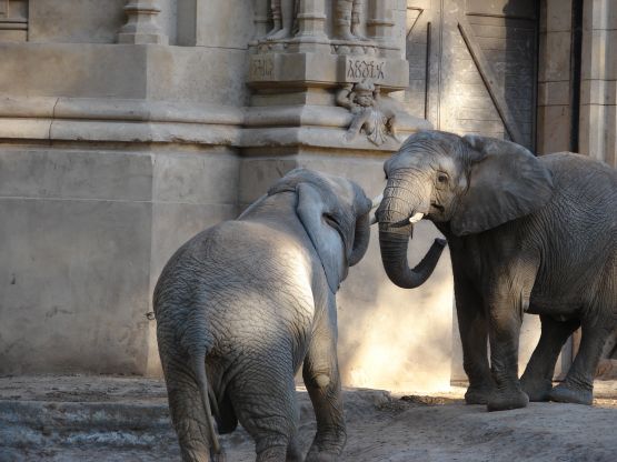 Foto 5/duelo de gigantes