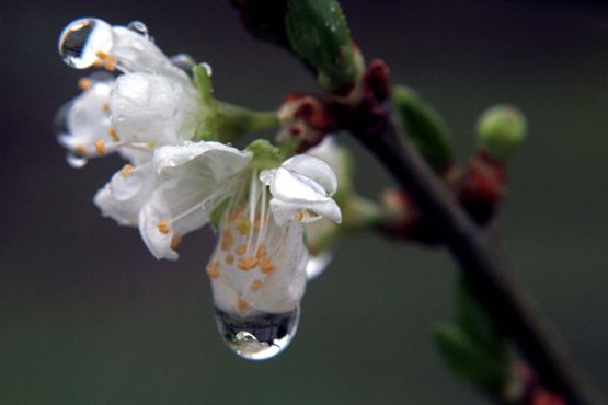 Foto 3/Despus de la lluvia