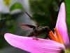 El hermoso colibri