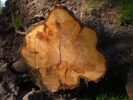 Foto 3/Haciendo lea del arbol caido