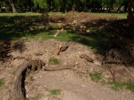 Foto 5/Haciendo lea del arbol caido