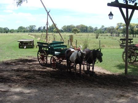 Foto 1/caballos parejeros