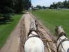 caballos parejeros