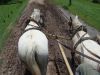 caballos parejeros