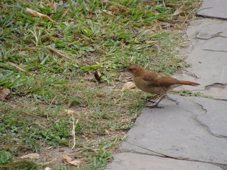 Foto 1/pajaro a punto de comer