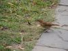 pajaro a punto de comer