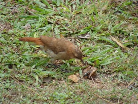 Foto 2/pajaro a punto de comer