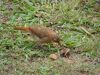 pajaro a punto de comer