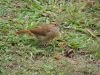 pajaro a punto de comer