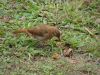 pajaro a punto de comer