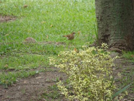 Foto 5/pajaro a punto de comer