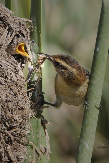 Foto 2/junquero alimentando crias