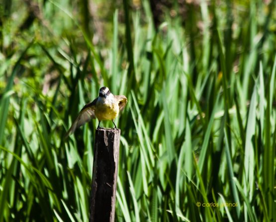 Foto 4/Pescando