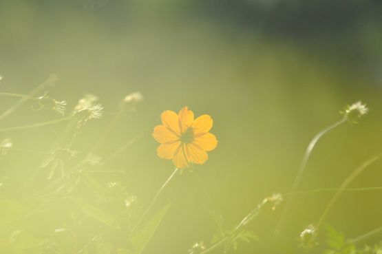 Foto 1/La flor de cosmos