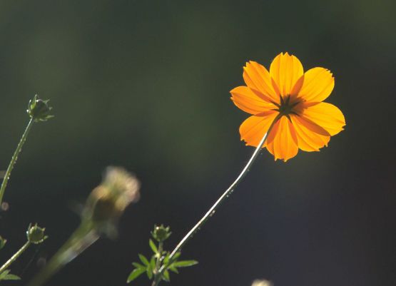 Foto 3/La flor de cosmos