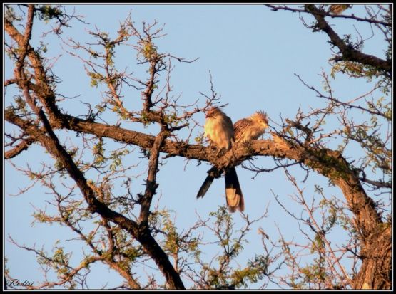 Foto 2/Aves pampeanas...