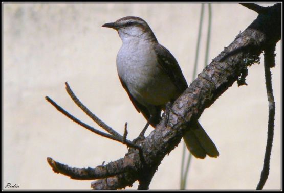 Foto 3/Aves pampeanas...