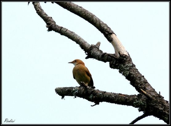 Foto 4/Aves pampeanas...