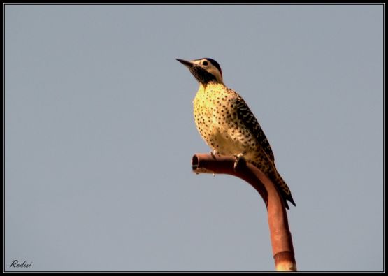 Foto 5/Aves pampeanas...