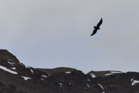 Foto 2/`CONDORES, CENTINELAS DE LOS ANDES, DE LOS INKAS`