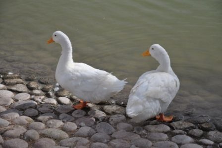 Foto 1/`LAS AVES DEL PARQUE CENTRAL`