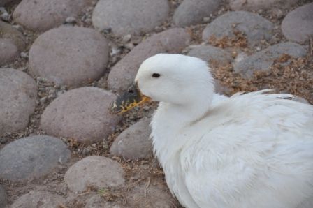 Foto 2/`LAS AVES DEL PARQUE CENTRAL`