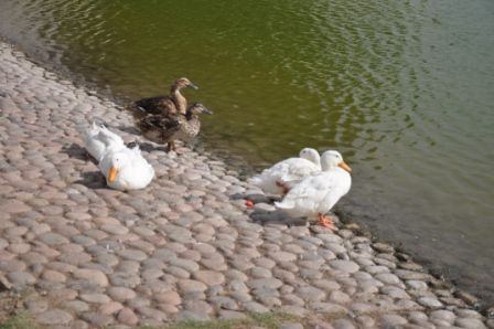 Foto 4/`LAS AVES DEL PARQUE CENTRAL`