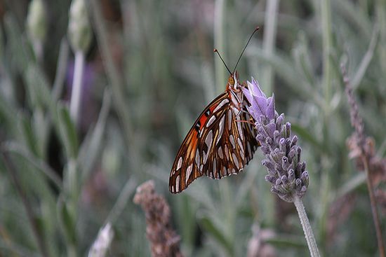 Foto 2/Mi mariposa