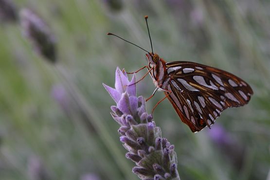 Foto 4/Mi mariposa