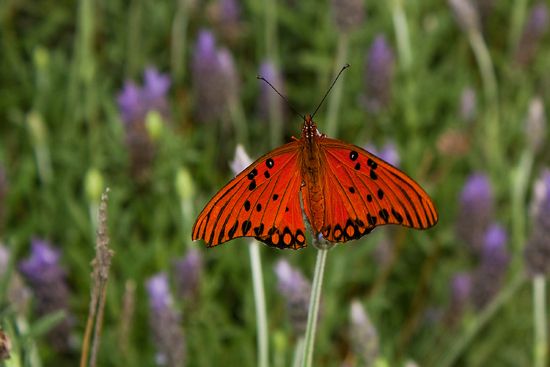 Foto 5/Mi mariposa