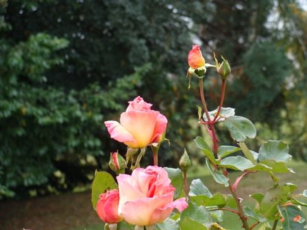 Foto 1/bellas rosas