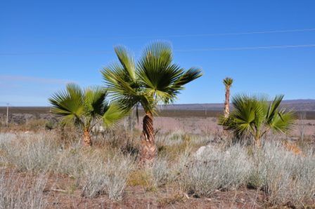 Foto 1/PALMERAS EN LA PRECORDILLERA