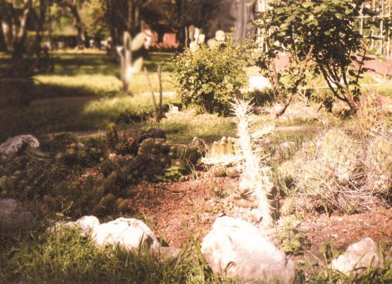 Foto 4/Algunos Cactus del Botanico