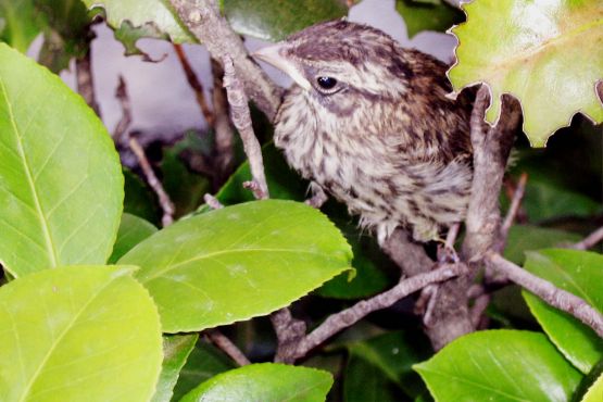 Foto 4/Pajarito pichn