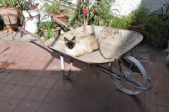 Foto 2/`MI GATO SIAMES, LLAMADO SOCRATES`