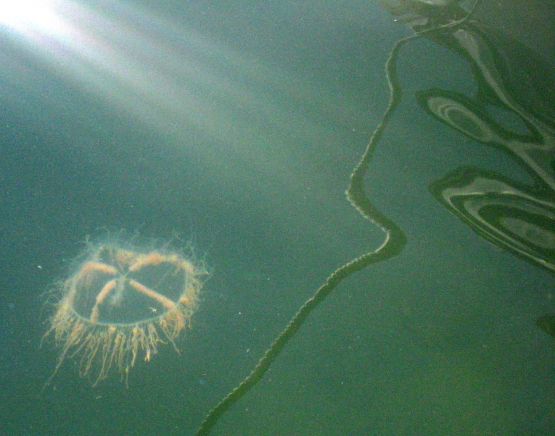 Foto 2/De medusas y aguas vivas.